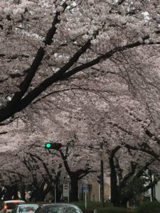 西門桜並木2016