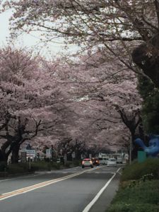 西門桜並木2016②