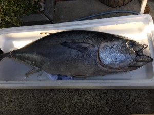 2017 マグロの解体