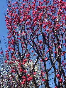 2019.04お花見②JPG