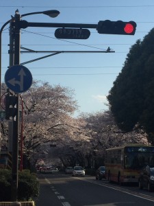 2019.04お花見③JPG