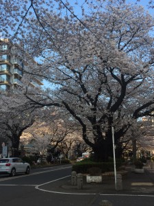 2019.04お花見⑤